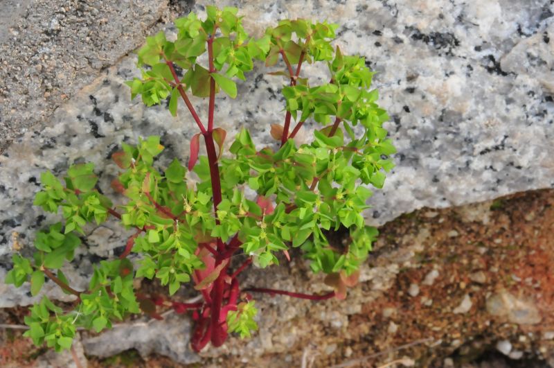 Euphorbia peplus